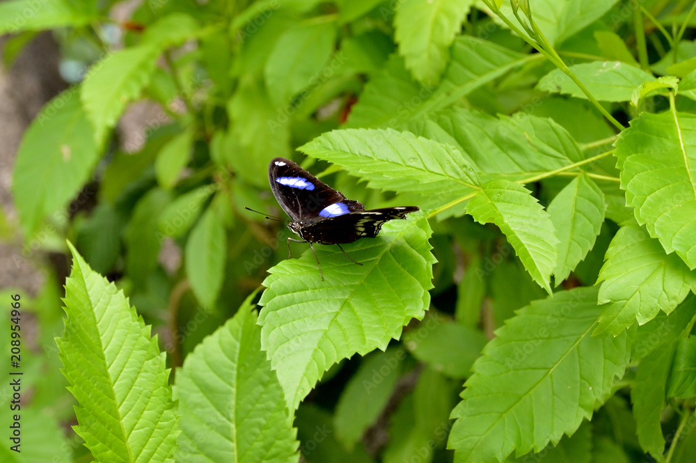 Moon butterfly or Hypolimnas Bolina, on the green leaves of a tropical plant Moon butterfly or Hypolimnas Bolina, on the green leaves of a tropical plant