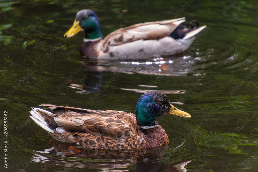 Two ducks in a pond. Two ducks in a pond.