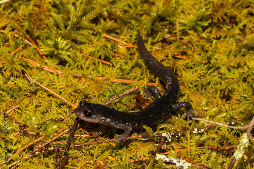 Northern Slimy Salamander  Plethodon glutinosus 