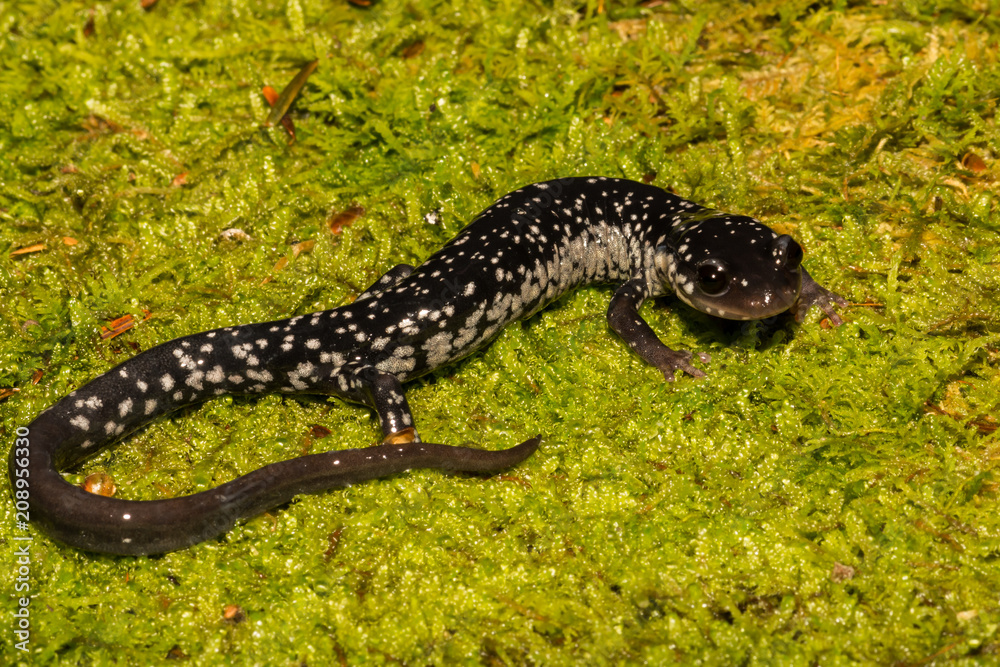 Northern Slimy Salamander (Plethodon glutinosus)