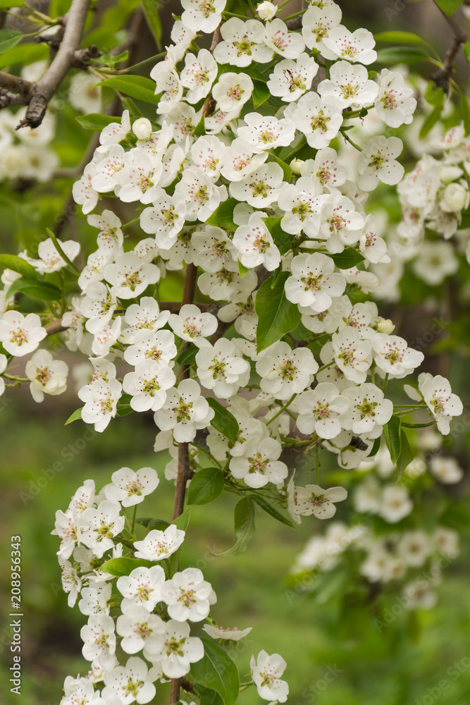 Apple trees flowers. the seed-bearing part of a plant, consisting of reproductive organs stamens and carpels that are typically surrounded by a brightly colored corolla petals Apple trees flowers. the seed-bearing part of a plant, consisting of reproductive organs stamens and carpels that are typically surrounded by a brightly colored corolla petals