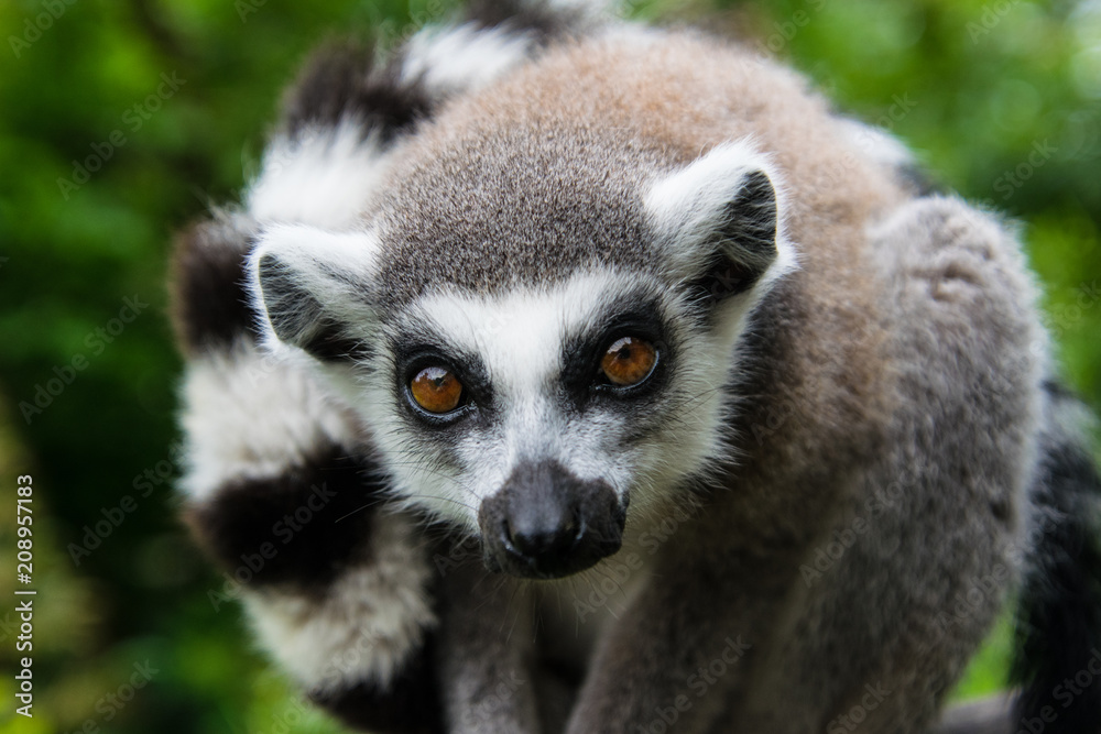 Ring tailed lemur looking at the spectator, close up