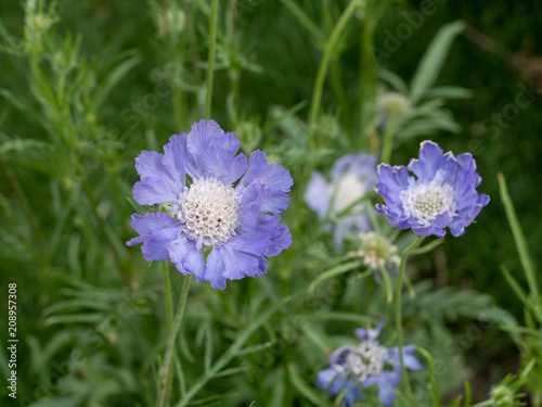 Caucasian pincushion flower (Scabiosa caucasica) in the summer garden. Shallow depth of field photo