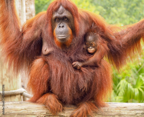 Orangutan Mother & Baby
