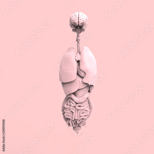 Human Anatomy Organs Pastel 3D Render