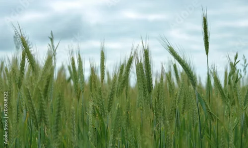 Obraz Zielone niedojrzałe kłosy zboża na polu, z bliska, część niesotra, lekko, rozmyta, w tle lekko pochmurne niebo
