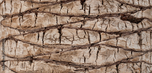 Nature Background of bark of a palm tree