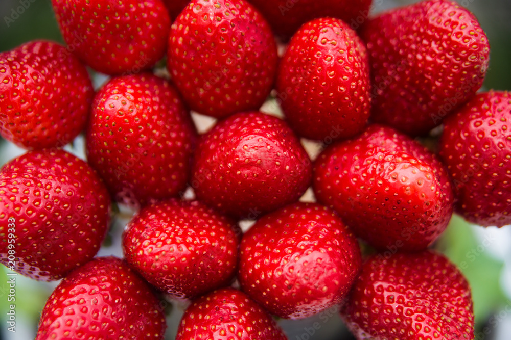 Lots of ripe red strawberries next to each other, top view Lots of ripe red strawberries next to each other, top view