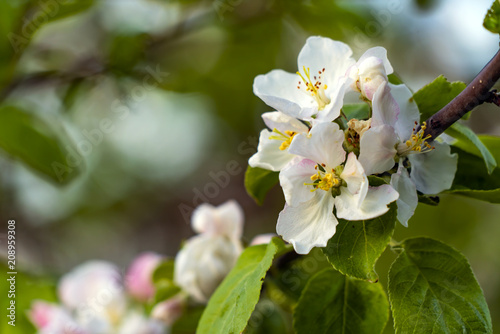 Fototapeta Naklejka Na Ścianę i Meble -  apple orchard