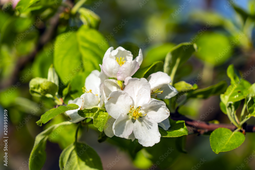 Blossoming apple tree on a sunny day Blossoming apple tree on a sunny day