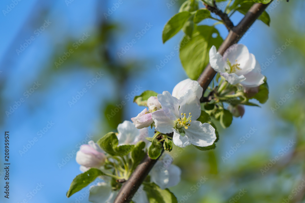 Obraz premium Apple branch