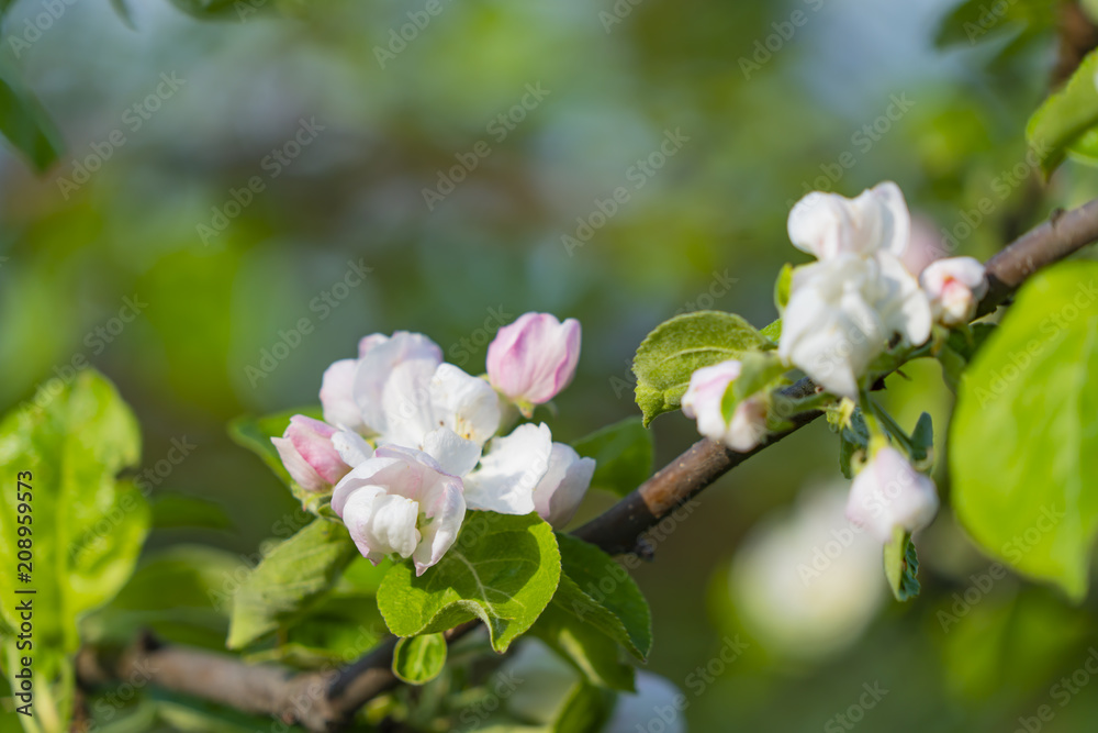 Apple tree branch with flowers Apple tree branch with flowers