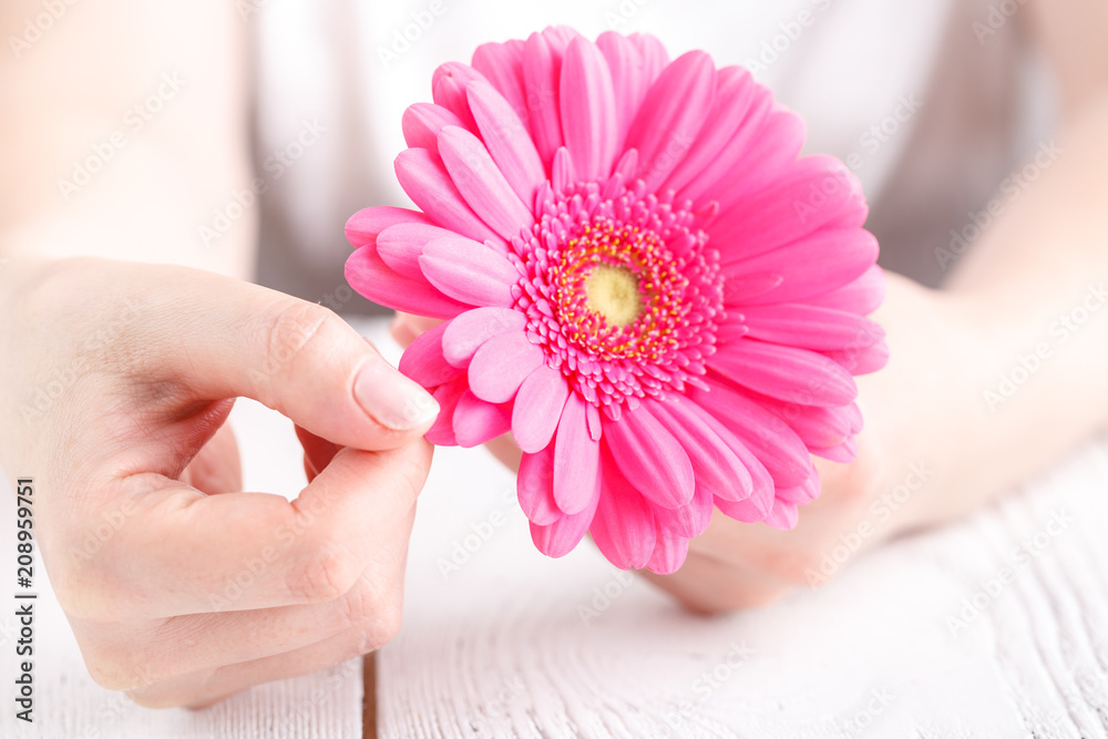 Pink flower gerbera in female hands, close up view female care concept Pink flower gerbera in female hands, close up view female care concept