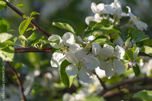 apple-tree in natural environment