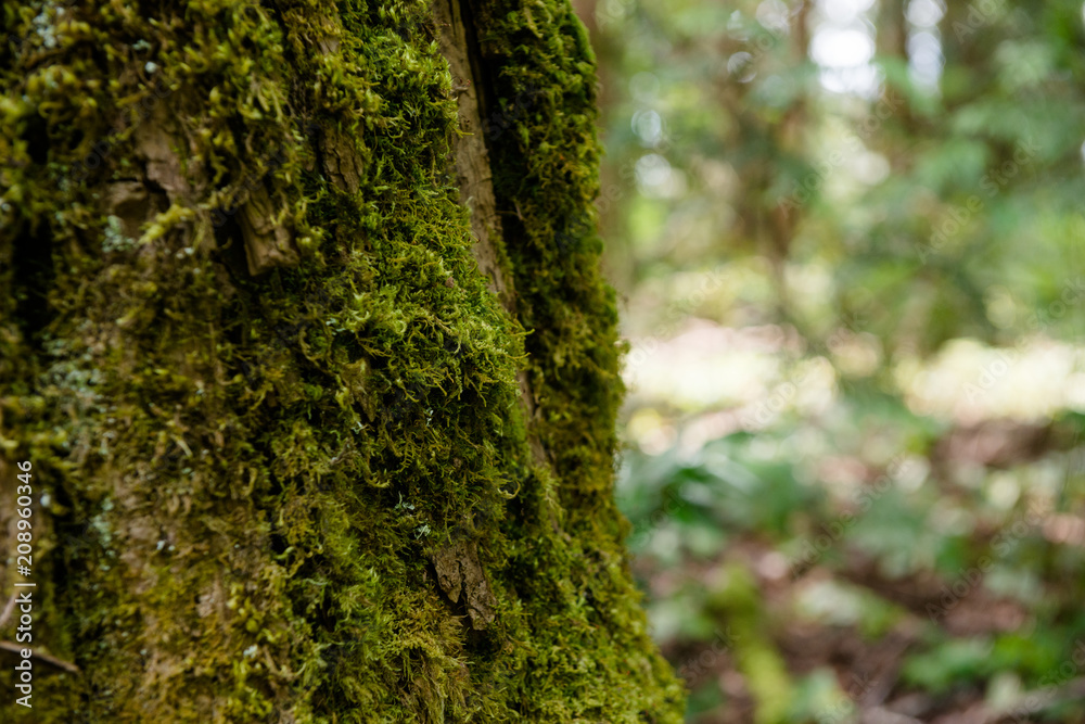Obraz premium Tree Moss Cloesup