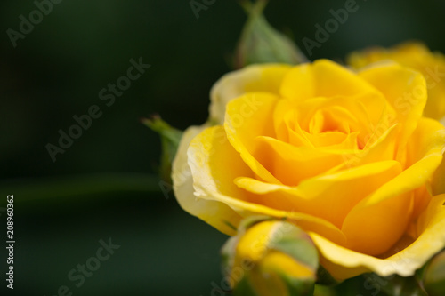 Yellow rose meaning Bright  cheerful and joyful create warm feelings and provide happiness. They bring you and the friendship you share the purist of colors  represent innocence