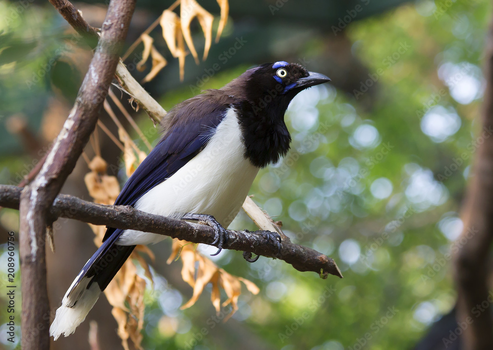 Black-breasted colorful Jay. Its range is from southern Costa Rica to Northern Colombia and Venezuela. Black-breasted colorful Jay. Its range is from southern Costa Rica to Northern Colombia and Venezuela.