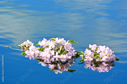 floating on the smooth blue water of the lake blooming pink Sakura branch with reflection in silent park