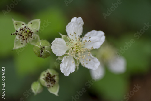 Brombeerblüte - Rubus sectio Rubus