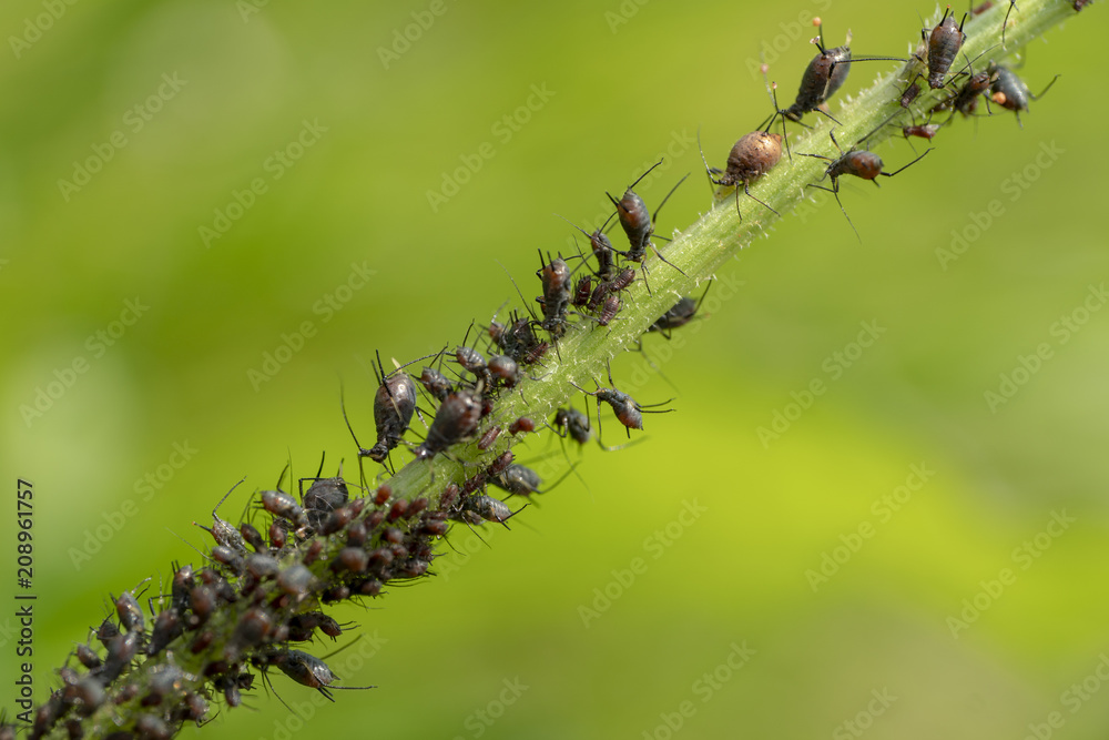 Naklejka premium Blattläuse an Pflanzenstengel