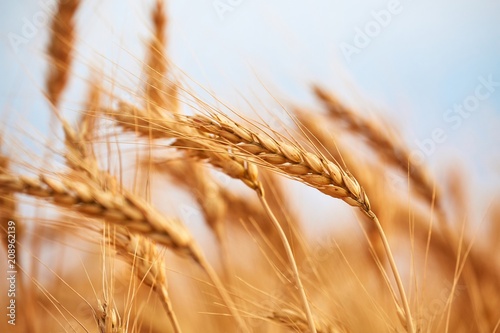 Wheat field detail