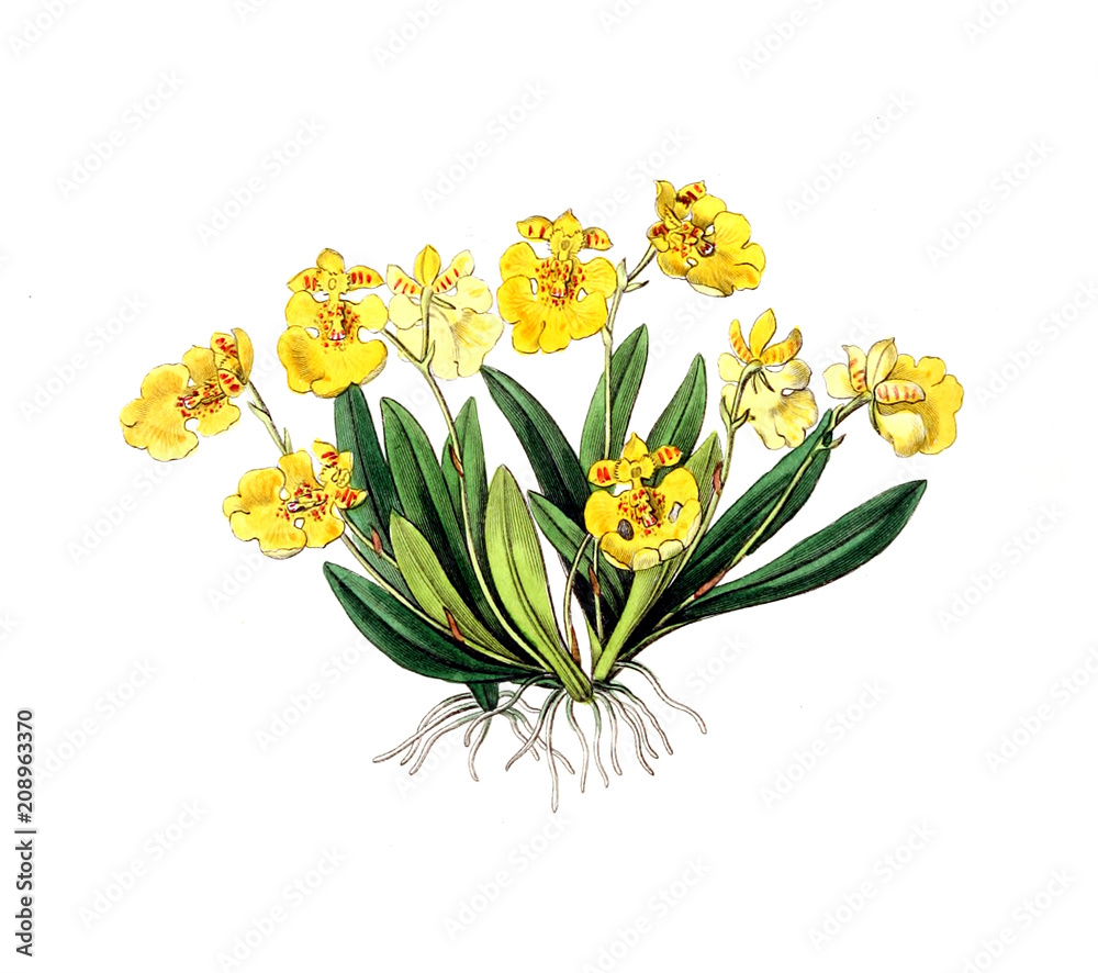 Illustration of plant Illustration of plant