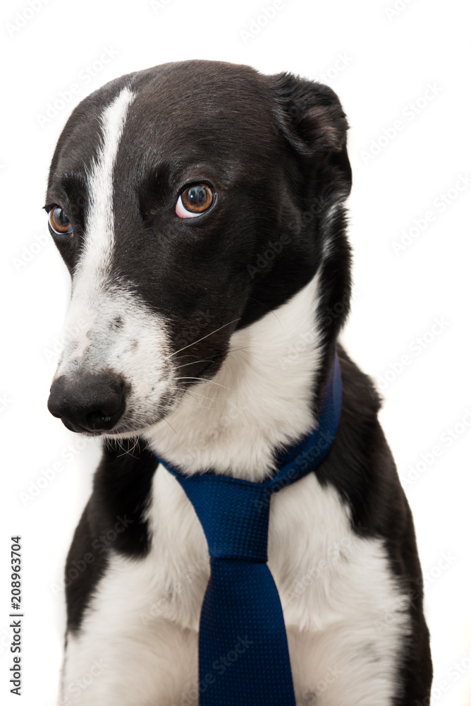 Cute Black & White dog with a serious expression wearing a blue tie, isolated on a white background