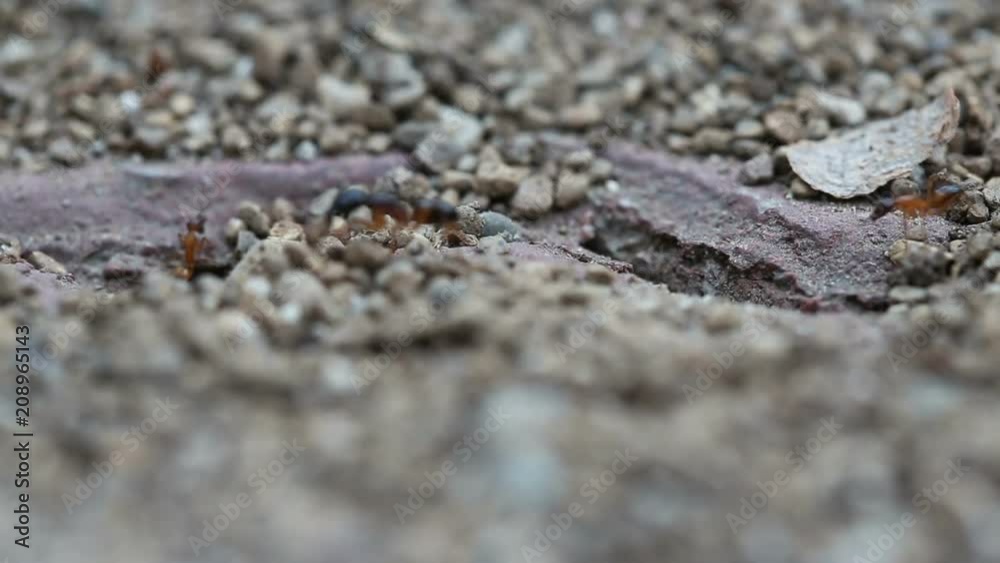 Black and red Ants working together. Shallow dof Black and red Ants working together. Shallow dof
