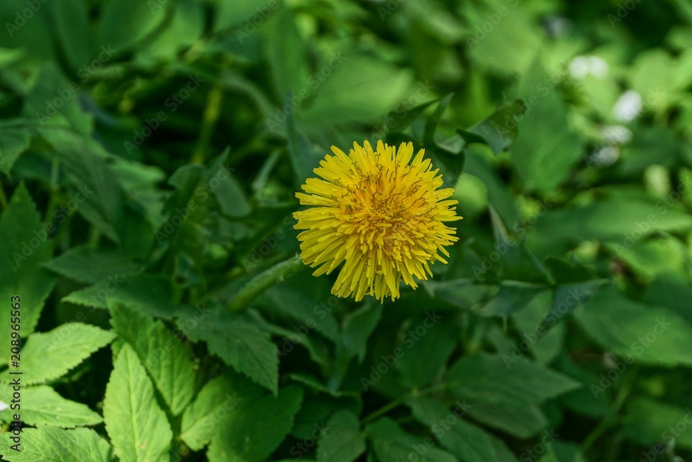 large yellow dandelion flower among the green leaves