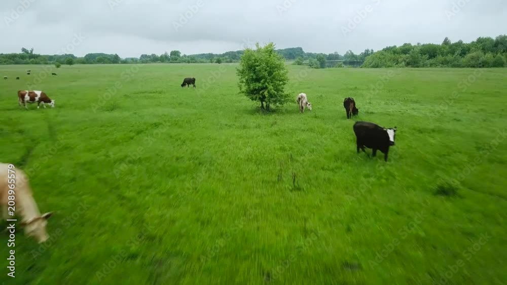Flying over green field with grazing cows. Aerial background of country landscape Flying over green field with grazing cows. Aerial background of country landscape