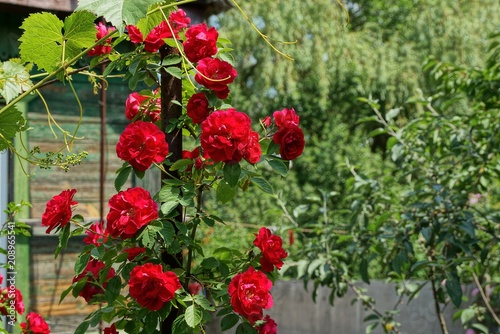 red roses on a green bush in the garden near the wall