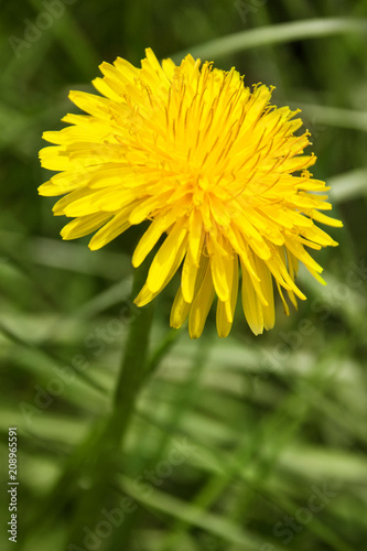 Fototapeta Naklejka Na Ścianę i Meble -  Dandelion - Löwenzahn