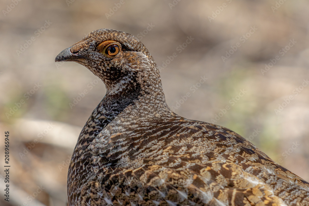 Partridge