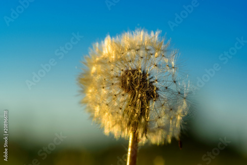 Fototapeta Naklejka Na Ścianę i Meble -  dandelions against the background of the sun