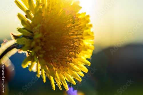 Fototapeta Naklejka Na Ścianę i Meble -  dandelions against the background of the sun