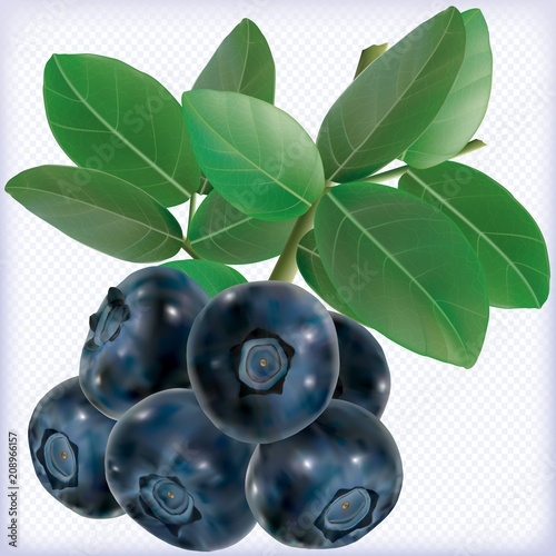 Branch Blueberries