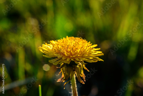 Fototapeta Naklejka Na Ścianę i Meble -  dandelions against the background of the sun
