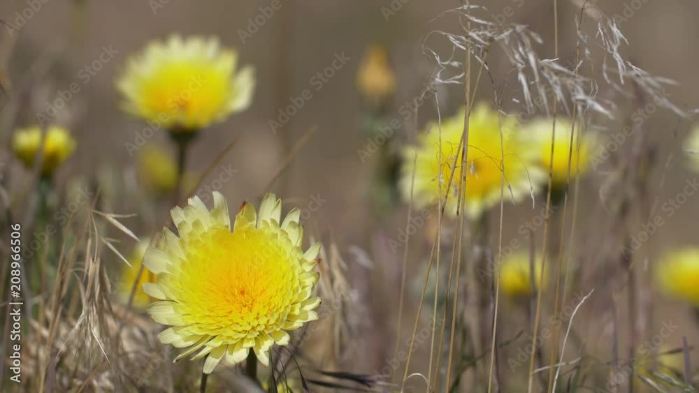California Poppies Desert Dandelions Insects California Poppies Desert Dandelions Insects