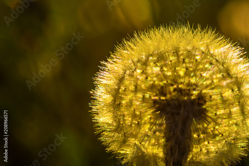 Fototapeta Naklejka Na Ścianę i Meble -  dandelions against the background of the sun