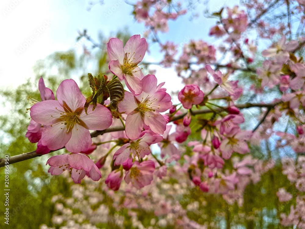 Fototapeta premium Sakura blossoms. Selective focus.
