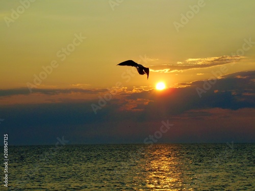 Bird silhouette against sunset
