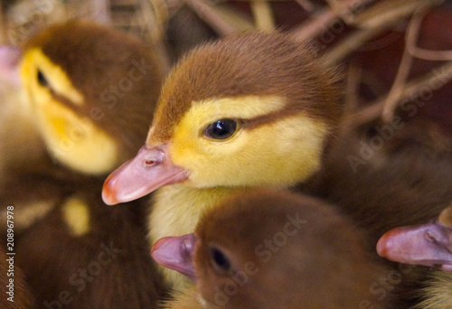 Muscovy duck ducks in hay and sunlight