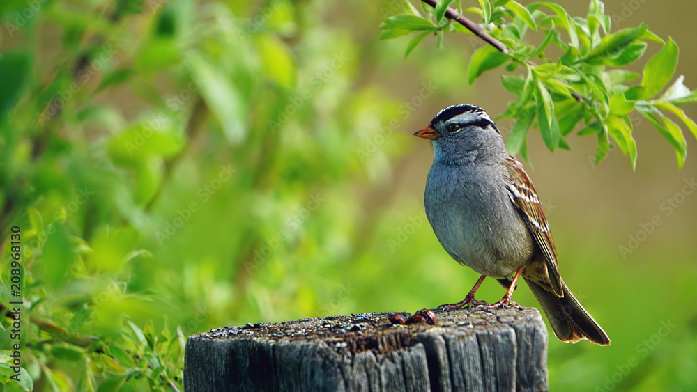 Obraz premium Crowned Sparrow