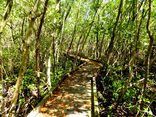 Weg in den Mangrovenwald
