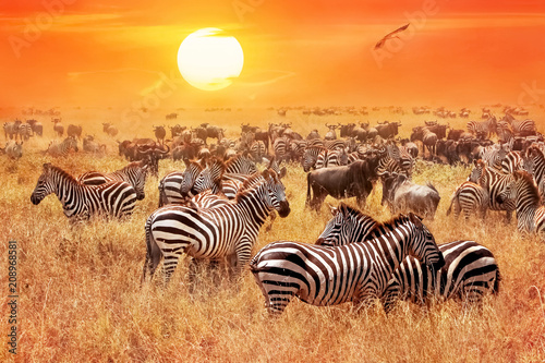 Herd of wild zebras and wildebeest in the African savanna against a beautiful orange sunset. The wild nature of Tanzania. Artistic natural image.