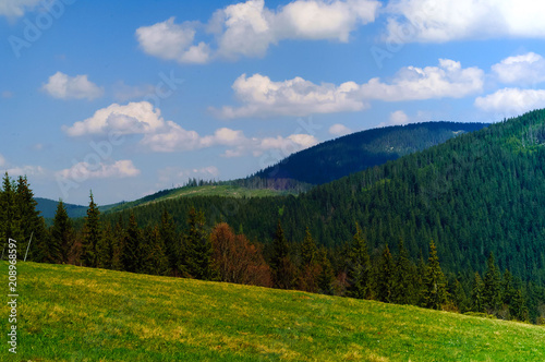 art  landscape in the mountains against background of wildlife in the Carpathian National Park, Europe. Beauty world, closeup, copy space © Nataliia