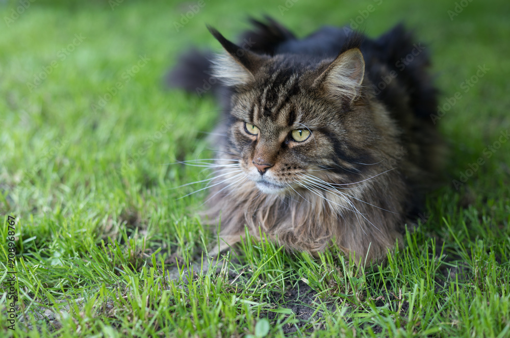Maine Coon. The largest cat sitting on the grass Maine Coon. The largest cat sitting on the grass