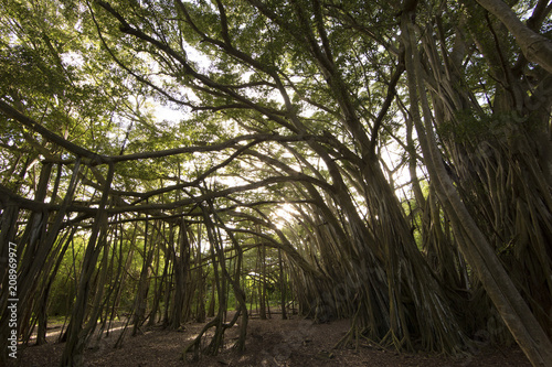 Banyon Tree on Oahu island in Hawaii  version 3