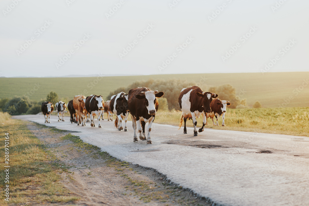 A herd of cows while they are relaxing in a cowshed. A herd of cows while they are relaxing in a cowshed.