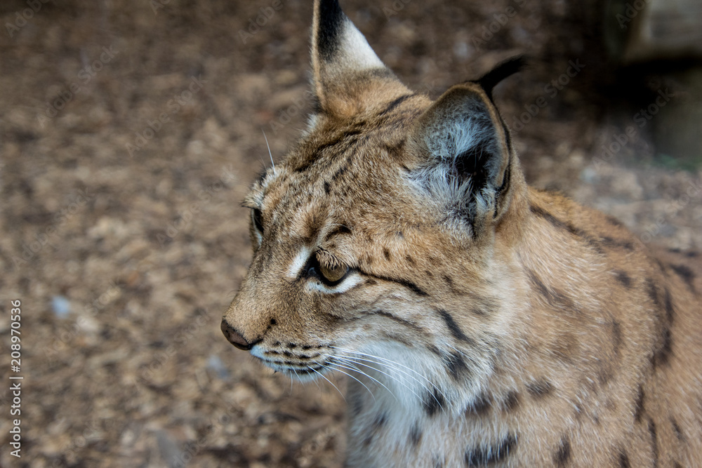 Fototapeta premium Lynx animal close up head only